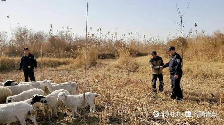 神奇事件揭秘，找回走丢的羊群的奇迹之旅